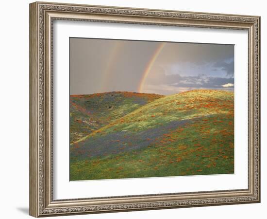 Hills with Poppies and Lupine with Double Rainbow Near Gorman, California, USA-Jim Zuckerman-Framed Photographic Print