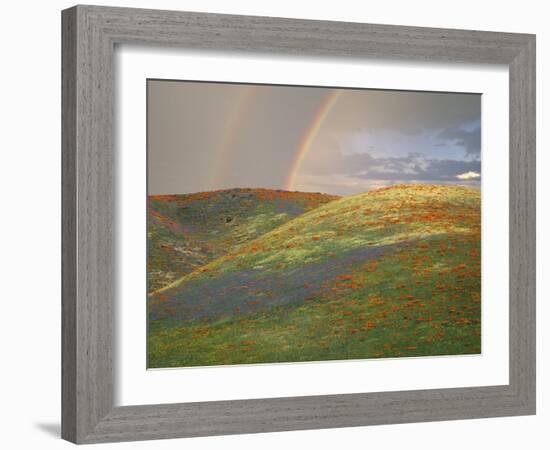 Hills with Poppies and Lupine with Double Rainbow Near Gorman, California, USA-Jim Zuckerman-Framed Photographic Print