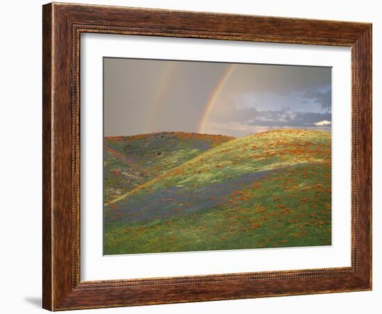 Hills with Poppies and Lupine with Double Rainbow Near Gorman, California, USA-Jim Zuckerman-Framed Photographic Print