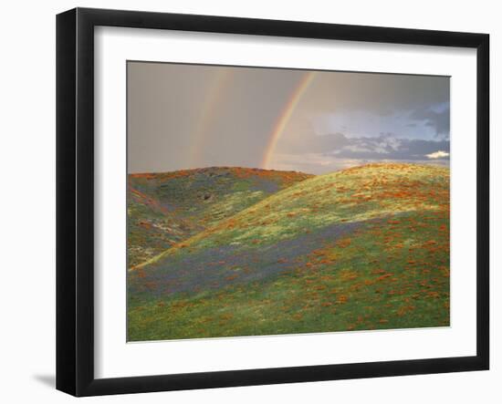 Hills with Poppies and Lupine with Double Rainbow Near Gorman, California, USA-Jim Zuckerman-Framed Photographic Print