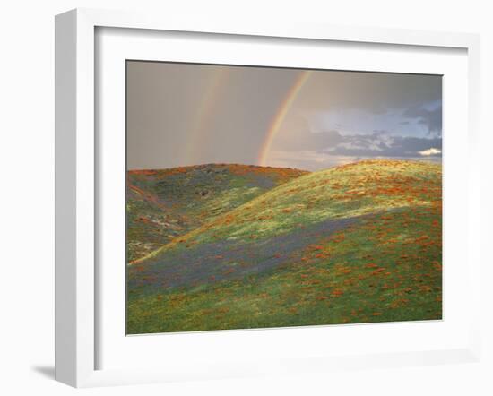 Hills with Poppies and Lupine with Double Rainbow Near Gorman, California, USA-Jim Zuckerman-Framed Photographic Print