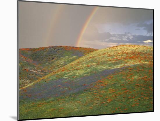 Hills with Poppies and Lupine with Double Rainbow Near Gorman, California, USA-Jim Zuckerman-Mounted Photographic Print
