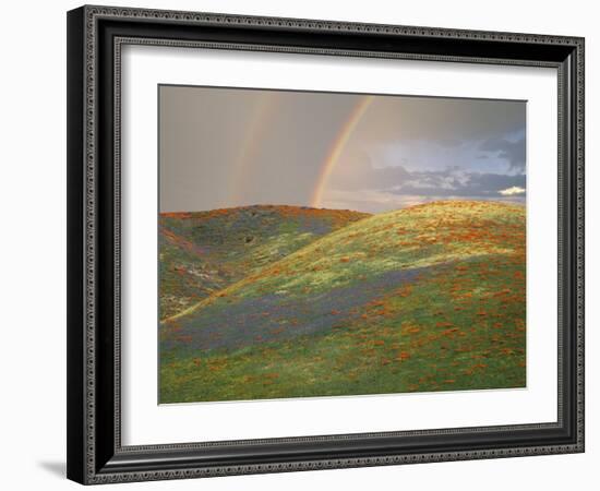 Hills with Poppies and Lupine with Double Rainbow Near Gorman, California, USA-Jim Zuckerman-Framed Photographic Print