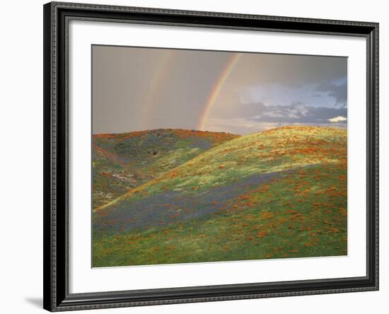 Hills with Poppies and Lupine with Double Rainbow Near Gorman, California, USA-Jim Zuckerman-Framed Photographic Print