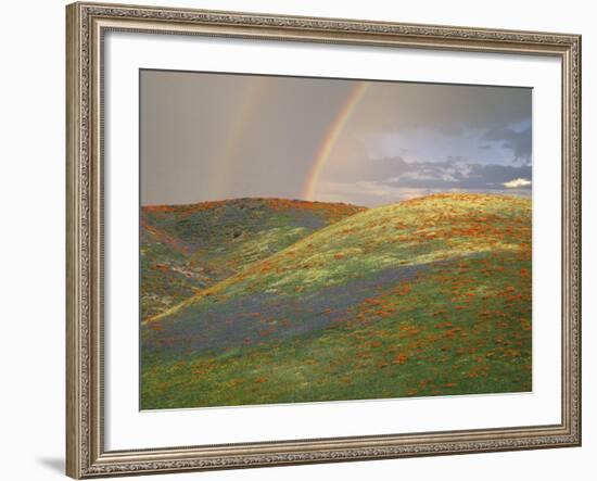 Hills with Poppies and Lupine with Double Rainbow Near Gorman, California, USA-Jim Zuckerman-Framed Photographic Print