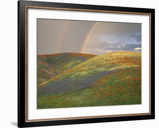 Hills with Poppies and Lupine with Double Rainbow Near Gorman, California, USA-Jim Zuckerman-Framed Photographic Print