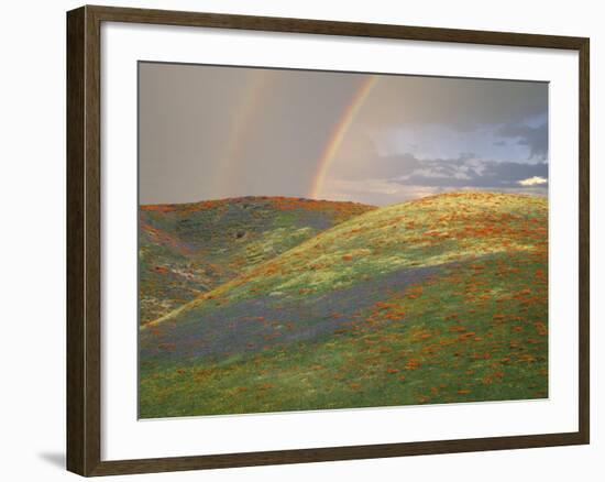 Hills with Poppies and Lupine with Double Rainbow Near Gorman, California, USA-Jim Zuckerman-Framed Photographic Print