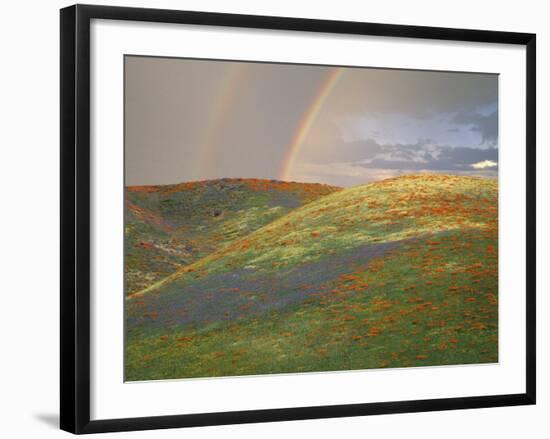 Hills with Poppies and Lupine with Double Rainbow Near Gorman, California, USA-Jim Zuckerman-Framed Photographic Print