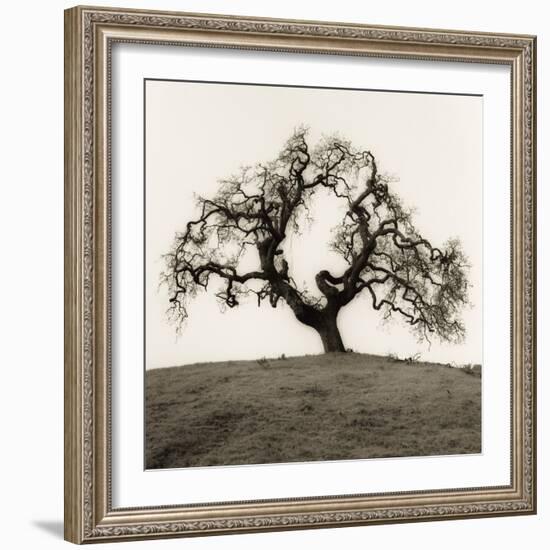 Hillside Oak Tree-Alan Blaustein-Framed Photographic Print