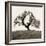 Hillside Oak Tree-Alan Blaustein-Framed Photographic Print