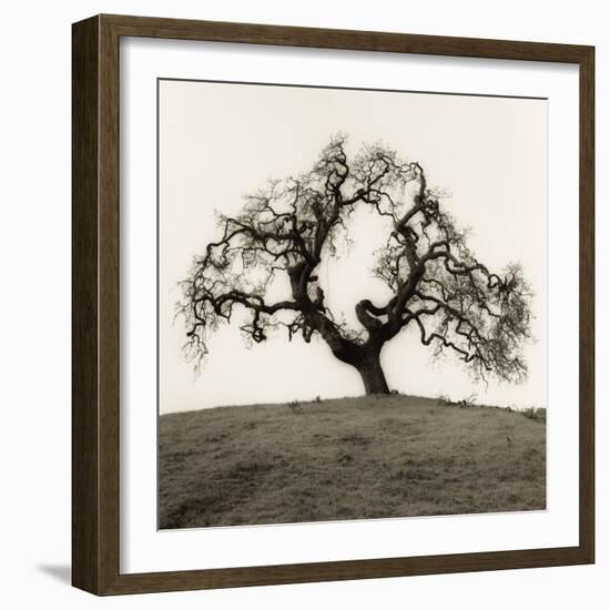 Hillside Oak Tree-Alan Blaustein-Framed Photographic Print