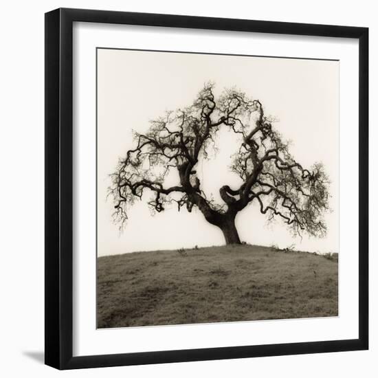 Hillside Oak Tree-Alan Blaustein-Framed Photographic Print