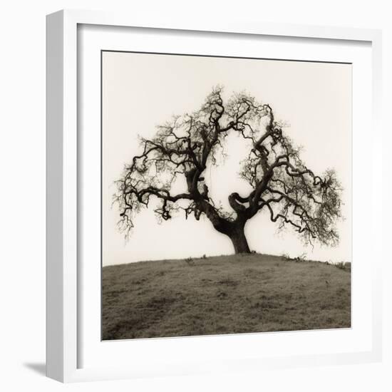 Hillside Oak Tree-Alan Blaustein-Framed Photographic Print