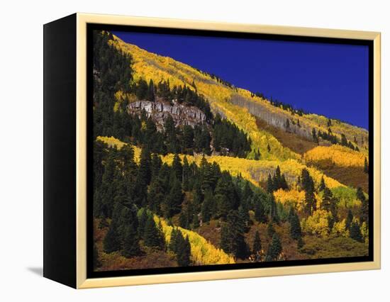 Hillside of Aspen Trees and Evergreen Trees, La Plata County, Colorado-Greg Probst-Framed Premier Image Canvas