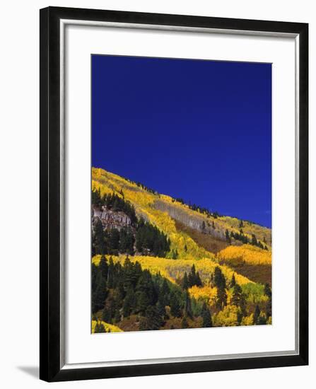 Hillside of Aspen Trees and Evergreen Trees, La Plata County, Colorado-Greg Probst-Framed Photographic Print