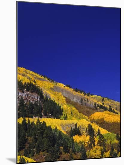 Hillside of Aspen Trees and Evergreen Trees, La Plata County, Colorado-Greg Probst-Mounted Photographic Print
