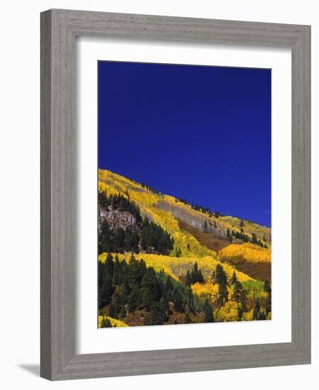 Hillside of Aspen Trees and Evergreen Trees, La Plata County, Colorado-Greg Probst-Framed Photographic Print