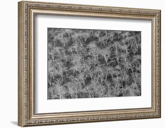 Hillside of palo santo trees. Floreana Island, Galapagos Islands, Ecuador.-Adam Jones-Framed Photographic Print