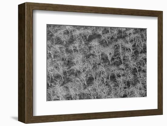 Hillside of palo santo trees. Floreana Island, Galapagos Islands, Ecuador.-Adam Jones-Framed Photographic Print