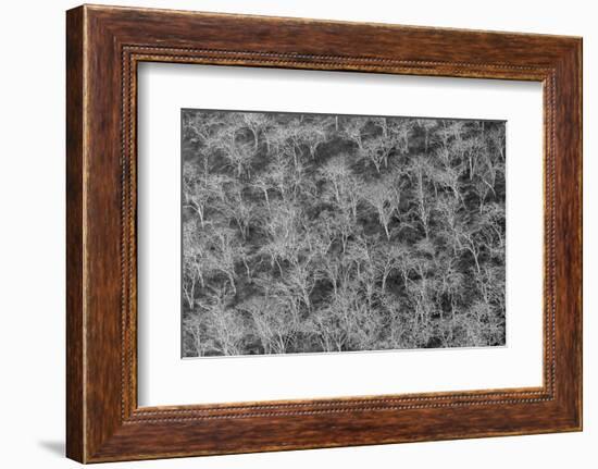 Hillside of palo santo trees. Floreana Island, Galapagos Islands, Ecuador.-Adam Jones-Framed Photographic Print