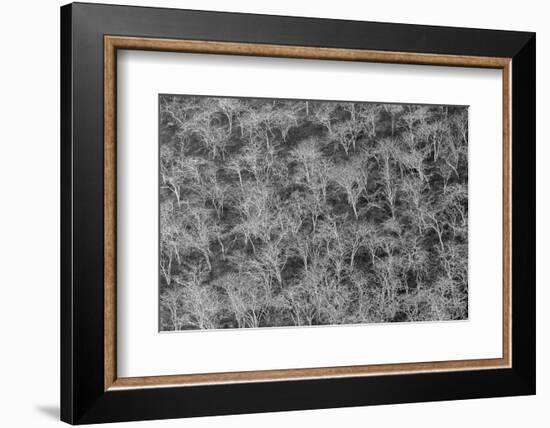 Hillside of palo santo trees. Floreana Island, Galapagos Islands, Ecuador.-Adam Jones-Framed Photographic Print