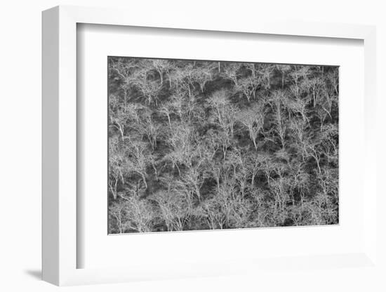 Hillside of palo santo trees. Floreana Island, Galapagos Islands, Ecuador.-Adam Jones-Framed Photographic Print