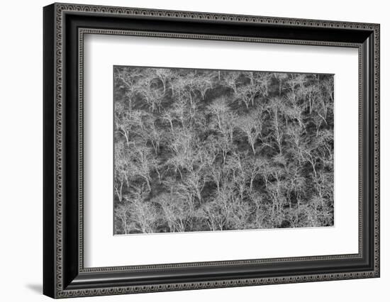 Hillside of palo santo trees. Floreana Island, Galapagos Islands, Ecuador.-Adam Jones-Framed Photographic Print