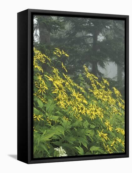 Hillside of Woodland Sunflowers, Great Smoky Mountains National Park, Tennessee, USA-Adam Jones-Framed Premier Image Canvas