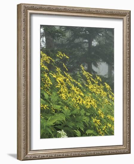 Hillside of Woodland Sunflowers, Great Smoky Mountains National Park, Tennessee, USA-Adam Jones-Framed Photographic Print