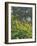 Hillside of Woodland Sunflowers, Great Smoky Mountains National Park, Tennessee, USA-Adam Jones-Framed Photographic Print