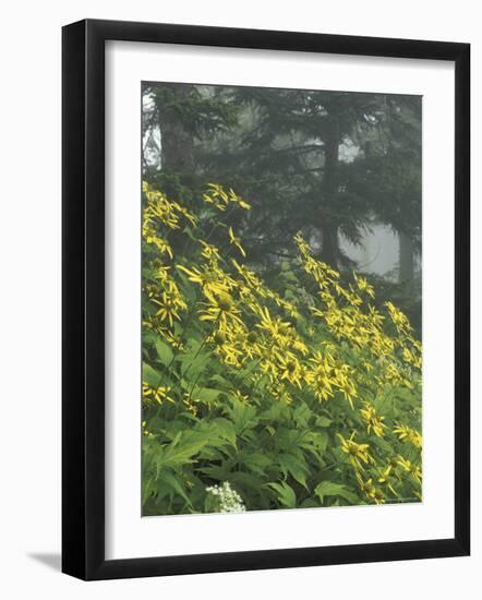 Hillside of Woodland Sunflowers, Great Smoky Mountains National Park, Tennessee, USA-Adam Jones-Framed Photographic Print