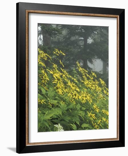 Hillside of Woodland Sunflowers, Great Smoky Mountains National Park, Tennessee, USA-Adam Jones-Framed Photographic Print