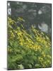 Hillside of Woodland Sunflowers, Great Smoky Mountains National Park, Tennessee, USA-Adam Jones-Mounted Photographic Print