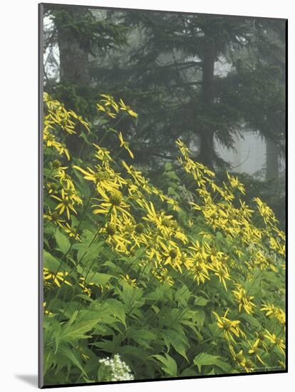 Hillside of Woodland Sunflowers, Great Smoky Mountains National Park, Tennessee, USA-Adam Jones-Mounted Photographic Print