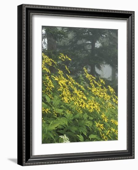 Hillside of Woodland Sunflowers, Great Smoky Mountains National Park, Tennessee, USA-Adam Jones-Framed Photographic Print