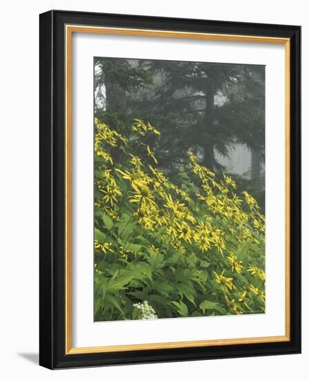 Hillside of Woodland Sunflowers, Great Smoky Mountains National Park, Tennessee, USA-Adam Jones-Framed Photographic Print