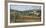Hillside Olives-Malcolm Surridge-Framed Art Print