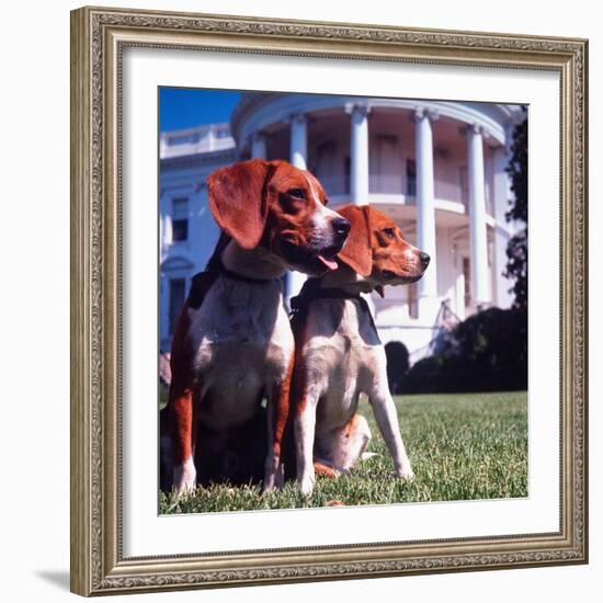 Him and Her, Pet Beagles of President Lyndon B. Johnson, Sitting Together on Lawn of White House-Francis Miller-Framed Photographic Print