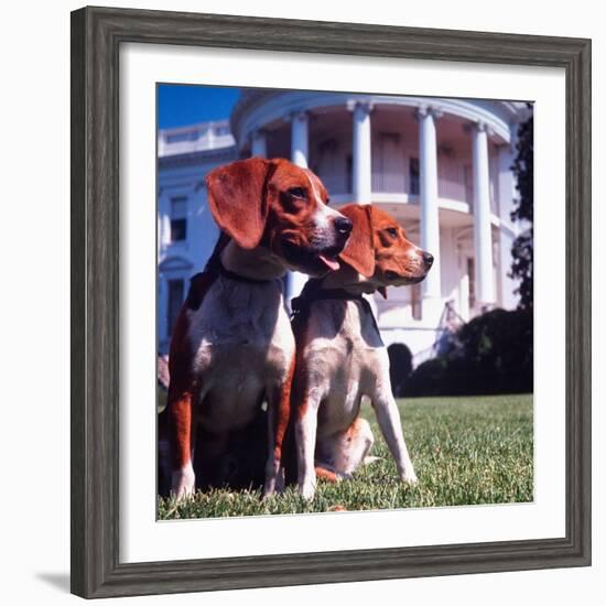 Him and Her, Pet Beagles of President Lyndon B. Johnson, Sitting Together on Lawn of White House-Francis Miller-Framed Photographic Print