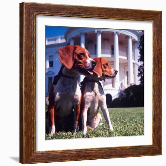 Him and Her, Pet Beagles of President Lyndon B. Johnson, Sitting Together on Lawn of White House-Francis Miller-Framed Photographic Print