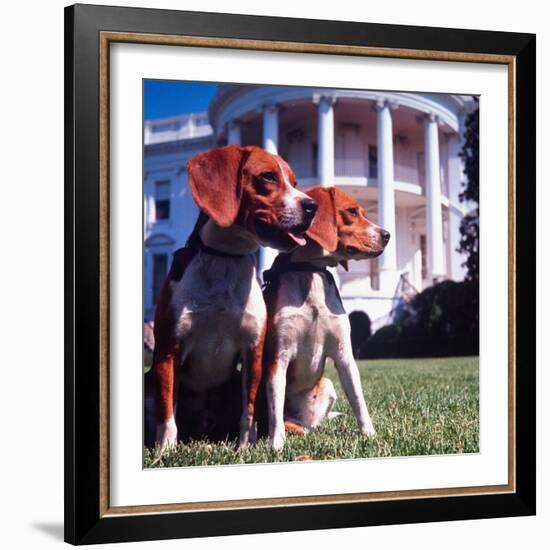 Him and Her, Pet Beagles of President Lyndon B. Johnson, Sitting Together on Lawn of White House-Francis Miller-Framed Photographic Print