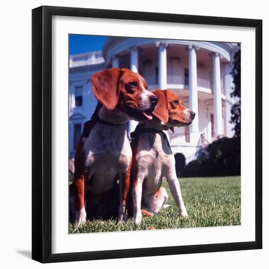 Him and Her, Pet Beagles of President Lyndon B. Johnson, Sitting Together on Lawn of White House-Francis Miller-Framed Photographic Print