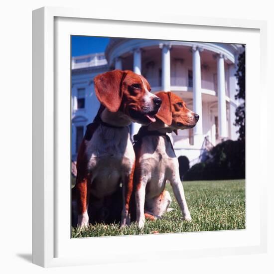 Him and Her, Pet Beagles of President Lyndon B. Johnson, Sitting Together on Lawn of White House-Francis Miller-Framed Photographic Print