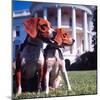 Him and Her, Pet Beagles of President Lyndon B. Johnson, Sitting Together on Lawn of White House-Francis Miller-Mounted Photographic Print