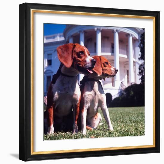 Him and Her, Pet Beagles of President Lyndon B. Johnson, Sitting Together on Lawn of White House-Francis Miller-Framed Photographic Print