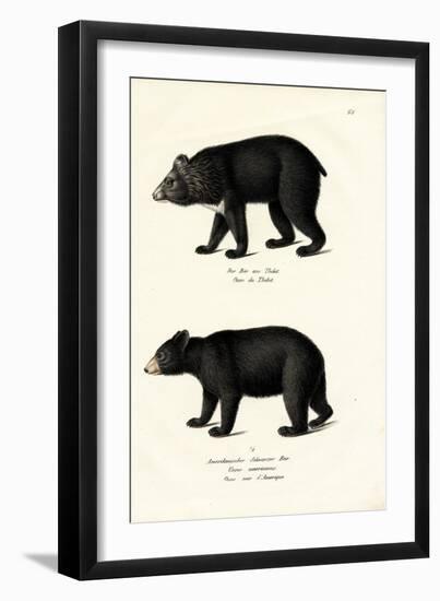 Himalayan Black Bear, 1824-Karl Joseph Brodtmann-Framed Giclee Print