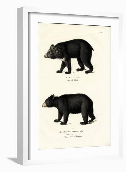 Himalayan Black Bear, 1824-Karl Joseph Brodtmann-Framed Giclee Print