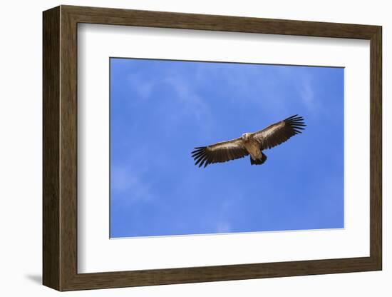 Himalayan Griffon in flight, Himachal Pradesh, India-Oriol Alamany-Framed Photographic Print