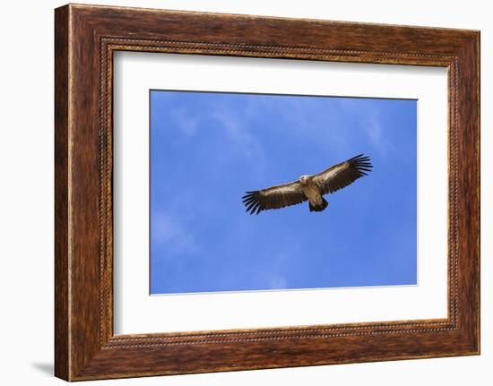 Himalayan Griffon in flight, Himachal Pradesh, India-Oriol Alamany-Framed Photographic Print