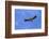 Himalayan Griffon in flight, Himachal Pradesh, India-Oriol Alamany-Framed Photographic Print